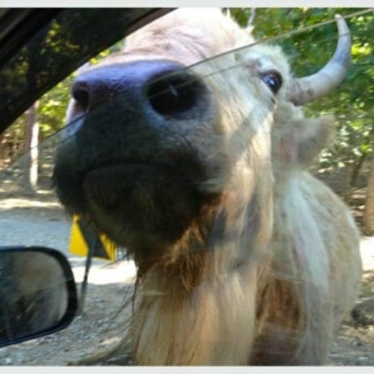 Harmony Park safari bison