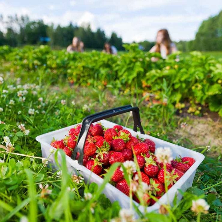Where to go strawberry picking in North Alabama plus recipes