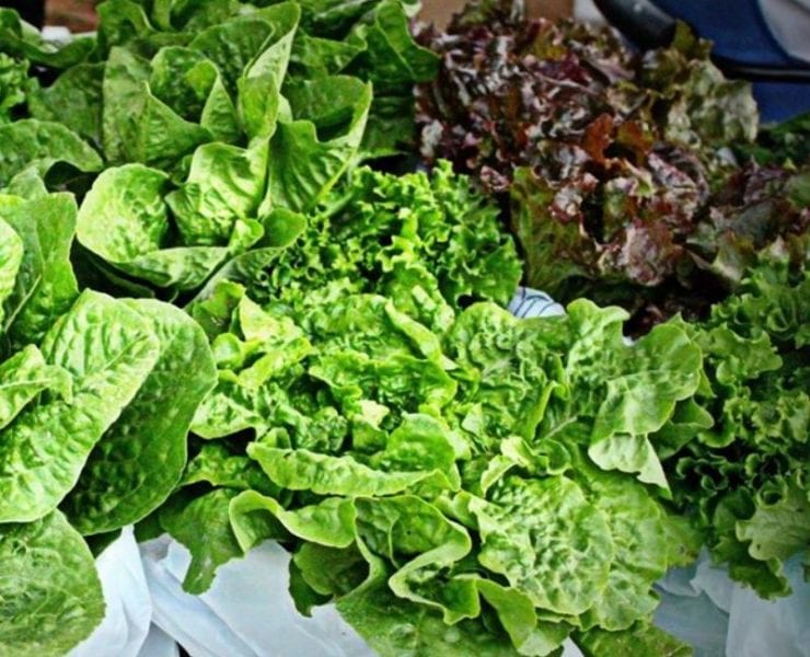 lettuce at huntsville farmers markets