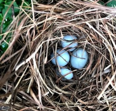 bird nest at hays nature preserve operation green team