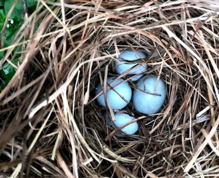 bird nest at hays nature preserve operation green team