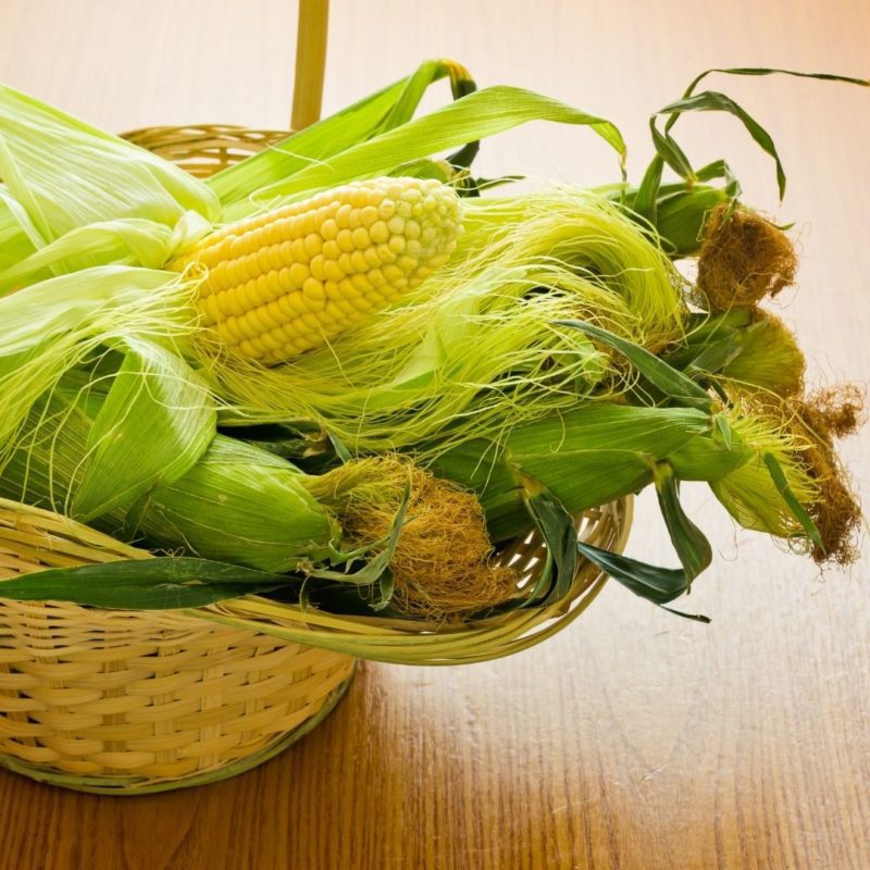 A basket holds fresh picked corn from a CSA.