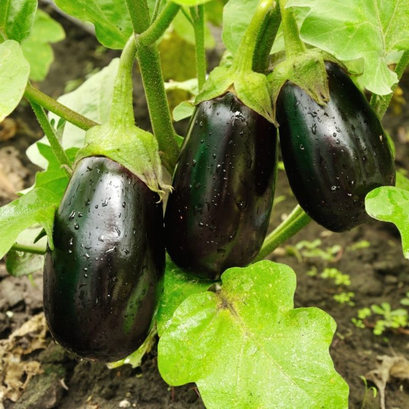 Eggplants are covered in water droplets after being watered on the farm. 