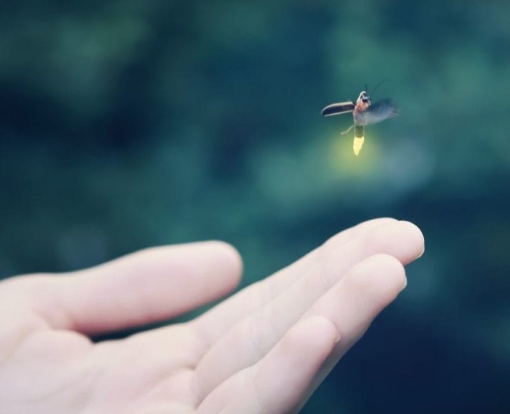 hand holding a firefly