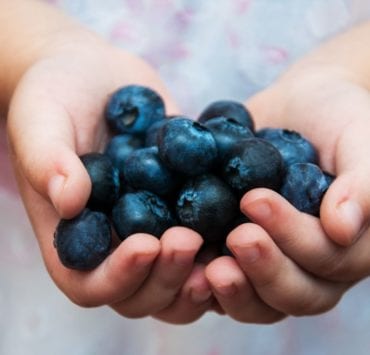 child's hands holding blueberries