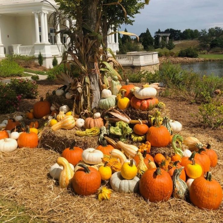 pumpkin displays at thr Huntsville botanical garden