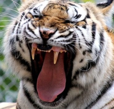 tiger yawning at tigers for tomorrow