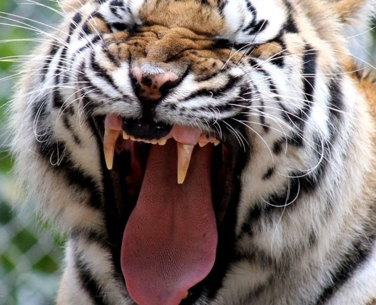 tiger yawning at tigers for tomorrow