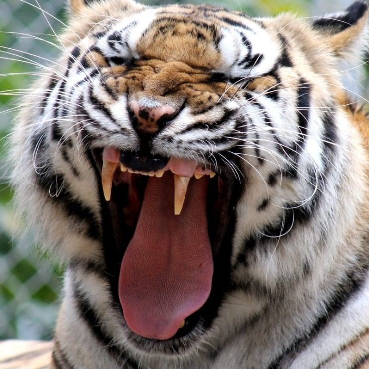 tiger yawning at tigers for tomorrow