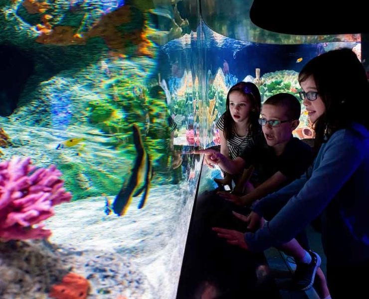 children looking at an aquarium at Cook Museum in Decatur Alabama, recently awarded the #1 museum in the nation.