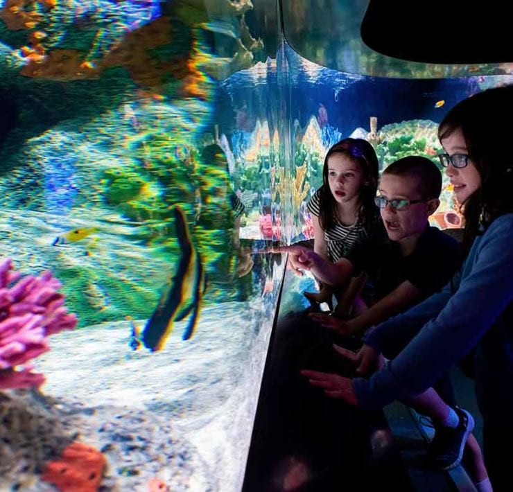 children looking at an aquarium at Cook Museum in Decatur Alabama, recently awarded the #1 museum in the nation.