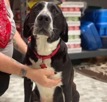 Valerie, a black and white rescue dog and new mom became famous on NextDoor this week after her amazing journey.