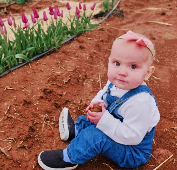 A one year old girl sits in front of the tulips at Hubert Family Farm.