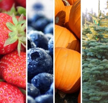 strawberries blueberries pumpkins christmas tree farms