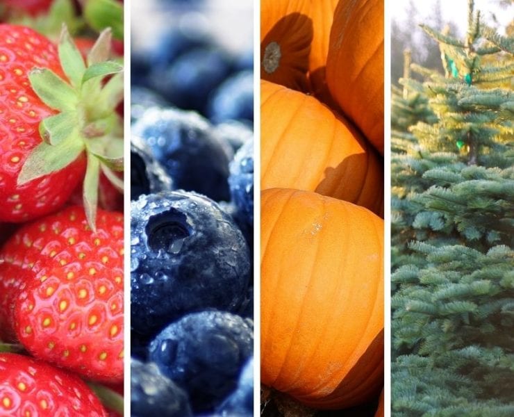 strawberries blueberries pumpkins christmas tree farms