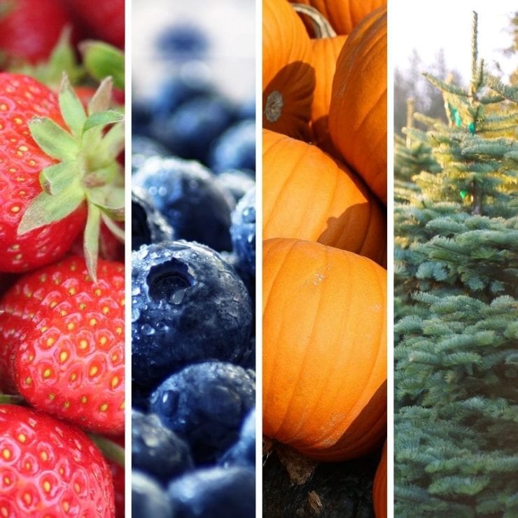 strawberries blueberries pumpkins christmas tree farms