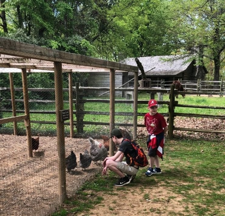 Burritt on the Mountain's barnyard includes like animals like chickens, pigs, horses, and more.