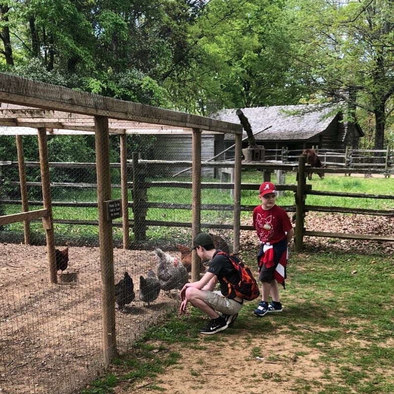 Burritt on the Mountain's barnyard includes like animals like chickens, pigs, horses, and more.