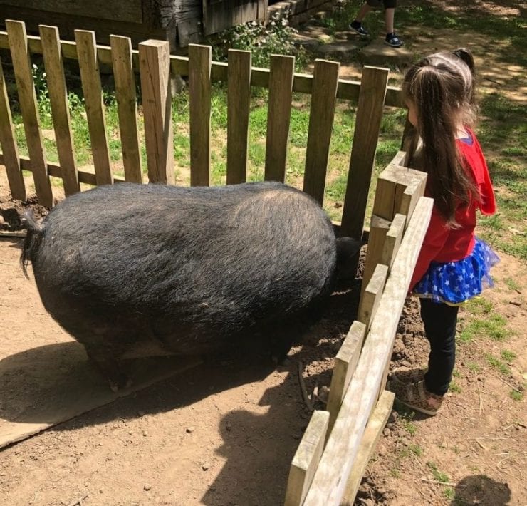 Part of the GeoQuest clues take you through the barnyard to interact with some of the farm animals.