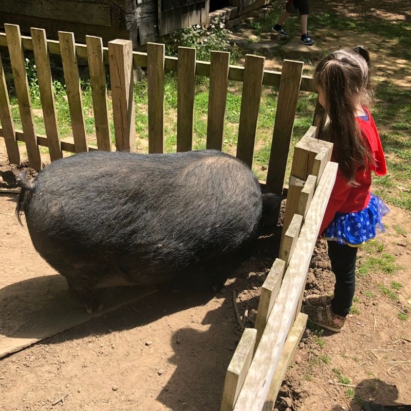 Part of the GeoQuest clues take you through the barnyard to interact with some of the farm animals.
