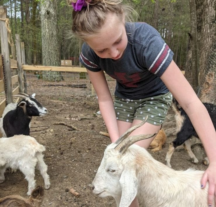 A girl pets a goat in the petting zoo area at GoFAR USA Park.