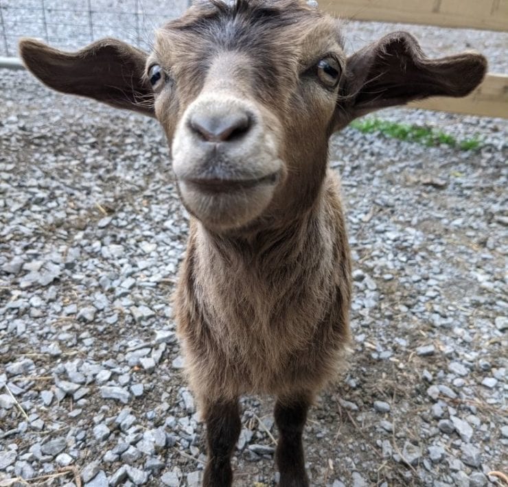 A goat is one of the residents of the GoFar Park USA petting zoo.