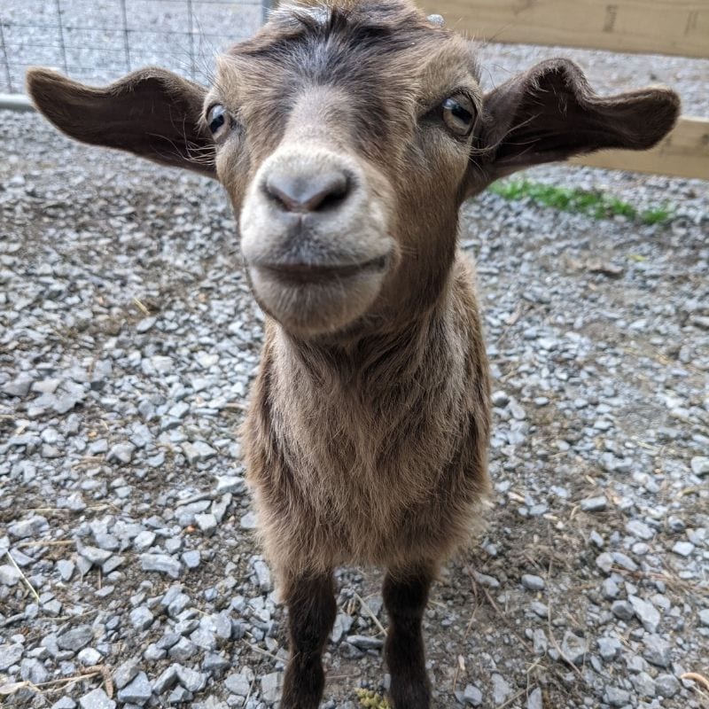 A goat is one of the residents of the GoFar Park USA petting zoo.