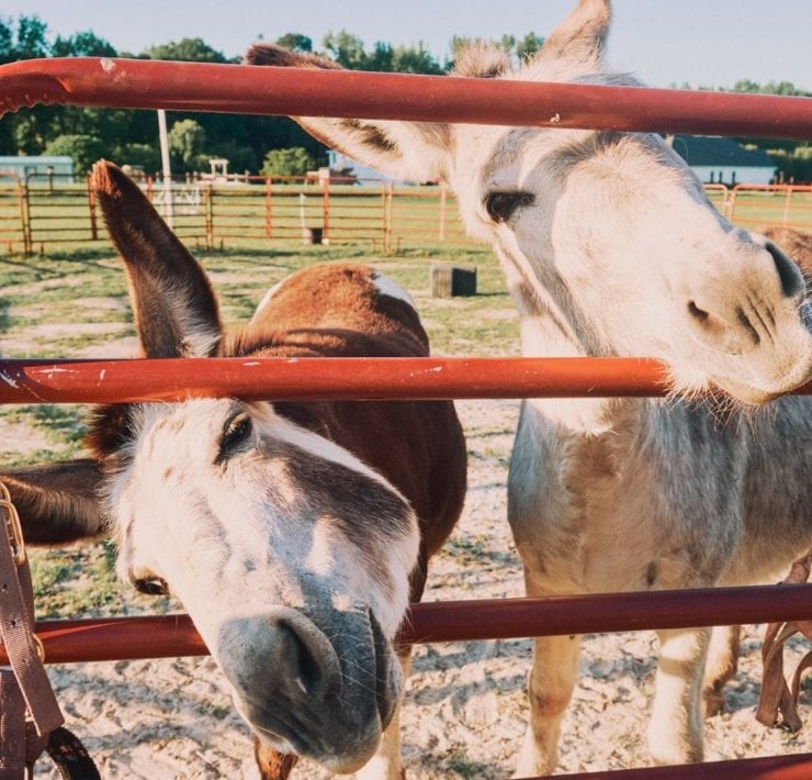 Two horses poke their heads through the gate to interact with guests on Haven Farms.