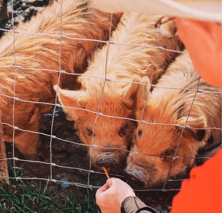 Scott Newsom feeds three of the pigs on Haven Farm.