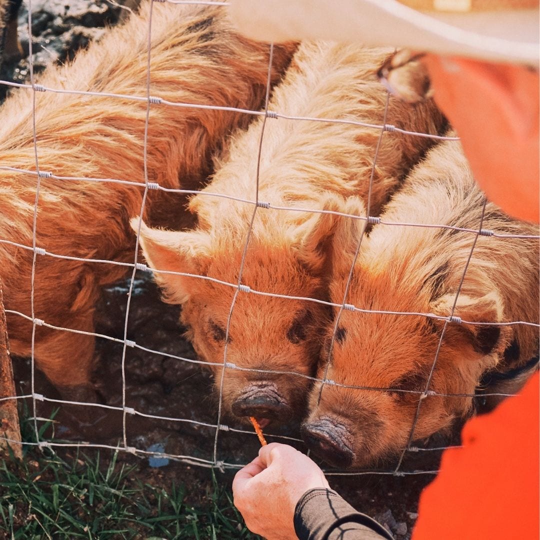 Scott Newsom feeds three of the pigs on Haven Farm.