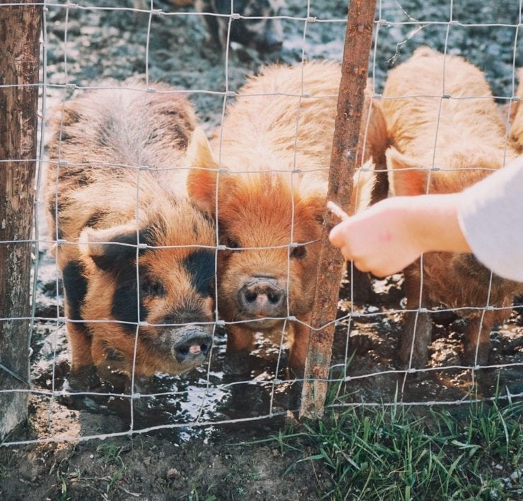 Three hairy pigs excitedly interact with guests for snack time at Haven Farm.