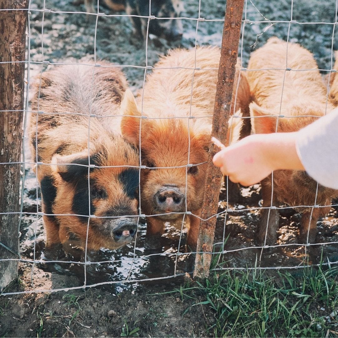 Three hairy pigs excitedly interact with guests for snack time at Haven Farm.