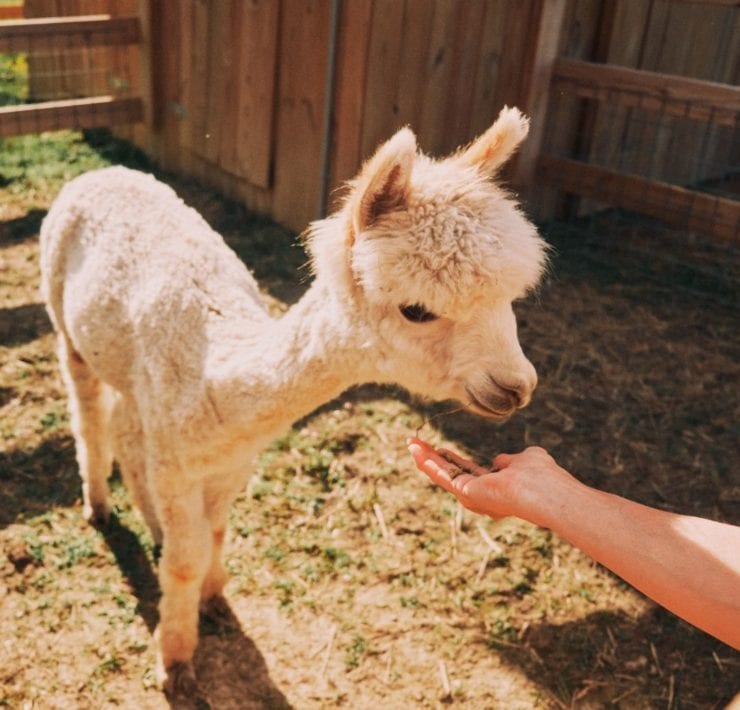 A white lama approaches a guest for food and pets.