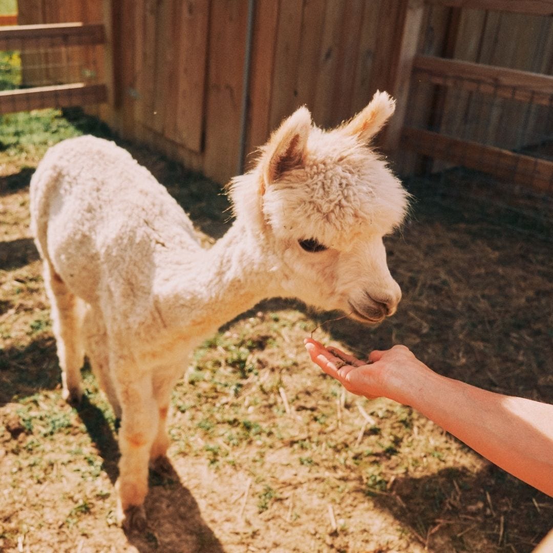 A white lama approaches a guest for food and pets.