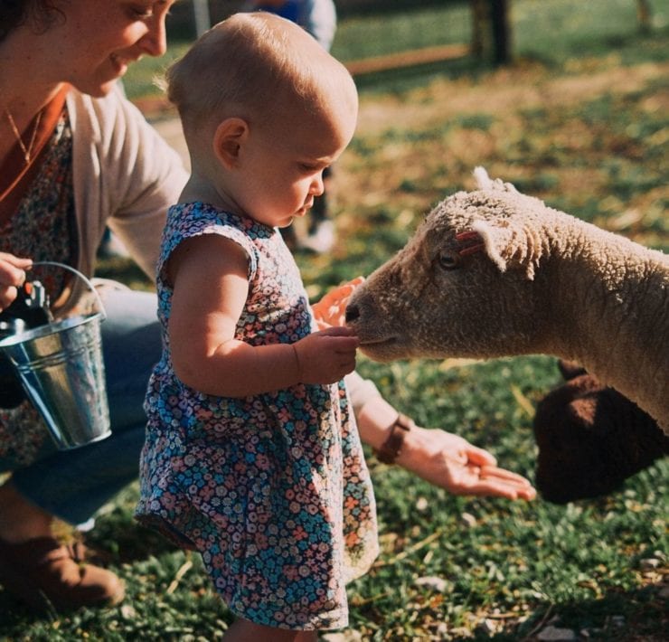 A toddler feeds one of the sheep on Haven Farms.