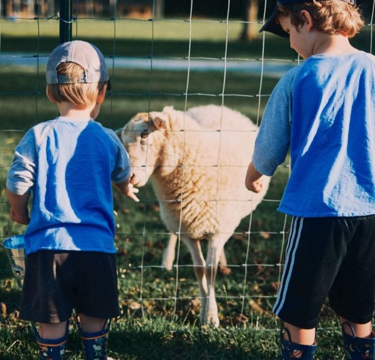 A fluffy white babydoll sheep interacts with two young boys visiting Haven Farms.