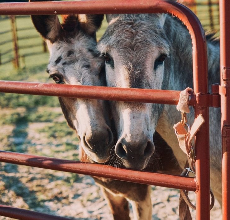 Two horses look out from behind the gates at Haven Farms.