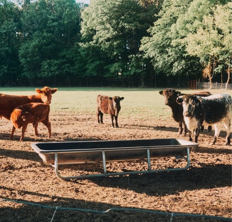 Five cows gather greet Haven Farms' guests from their field.