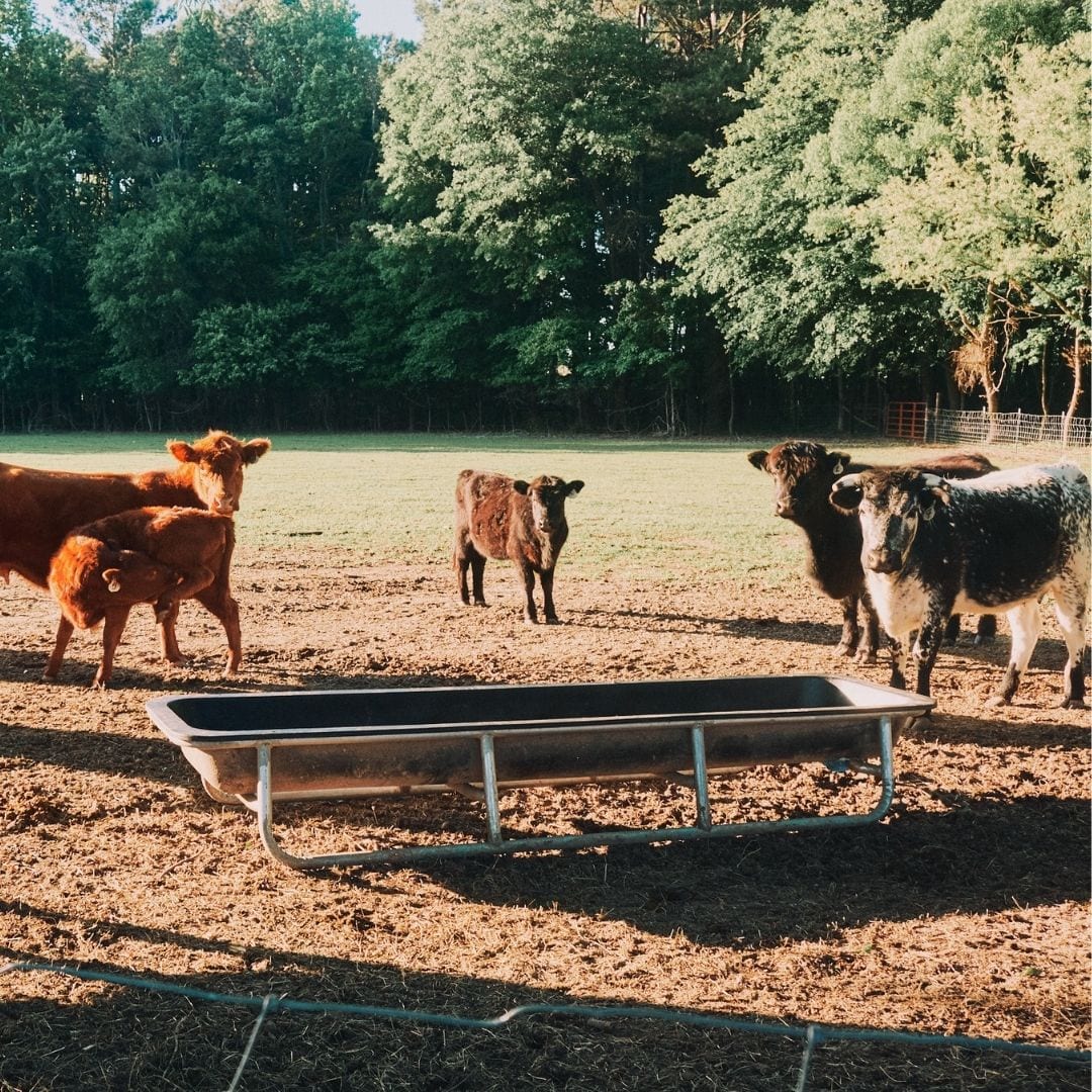 Five cows gather greet Haven Farms' guests from their field.
