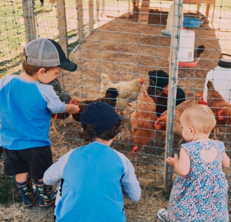 Three toddlers offer chickens feed in their fenced habitat on Haven Farms.