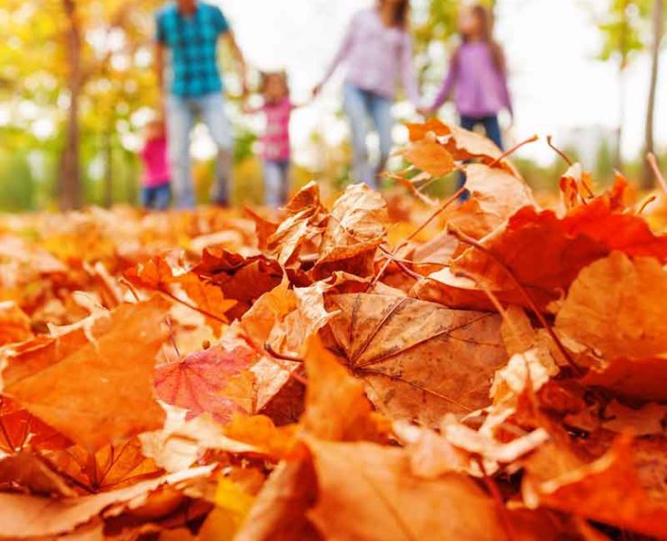 fall leaves family