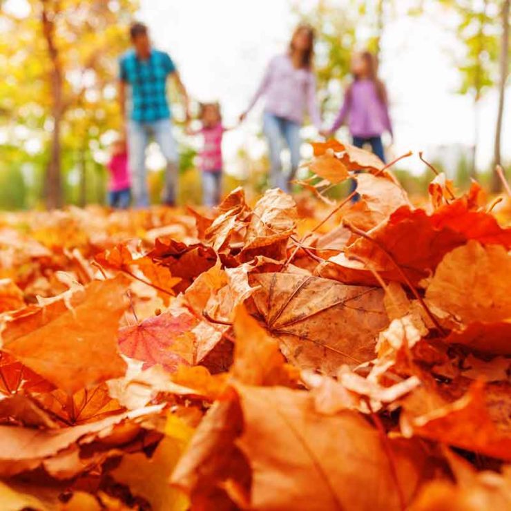 fall leaves family