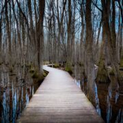 A boardwalk winds through the trees over a swampy area at Beaverdam Swamp Boardwalk.