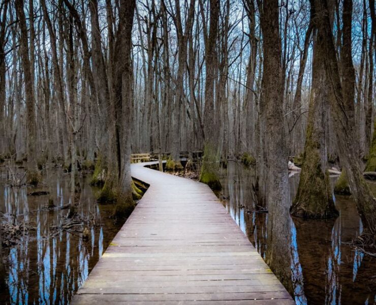A boardwalk winds through the trees over a swampy area at Beaverdam Swamp Boardwalk.