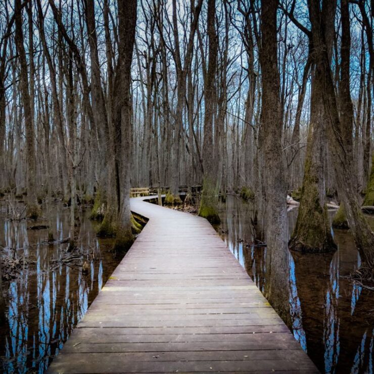 A boardwalk winds through the trees over a swampy area at Beaverdam Swamp Boardwalk.