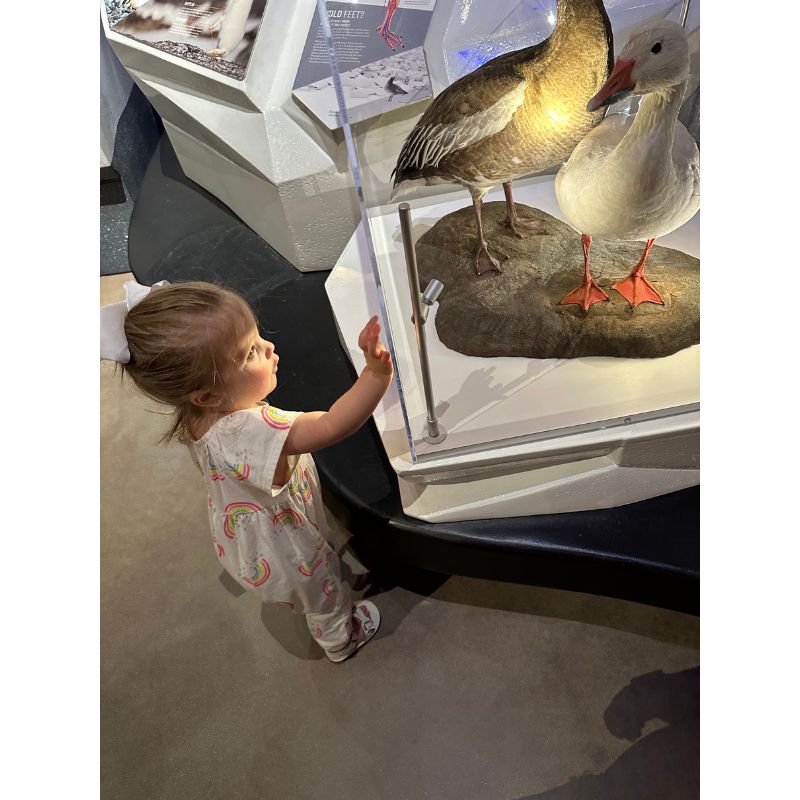 Toddler checking out the water fowl with hand on glass at the cooks museum.