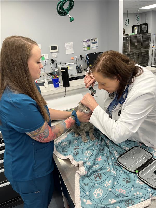 north alabama veterinary er & specialty